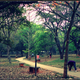 India-Bengaluru-Cubbon-park